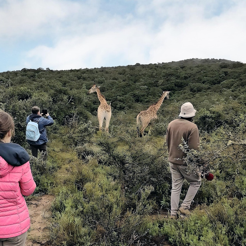 Giraffe Experience near Addo, South Africa