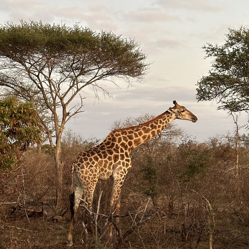 Kruger, South Africa