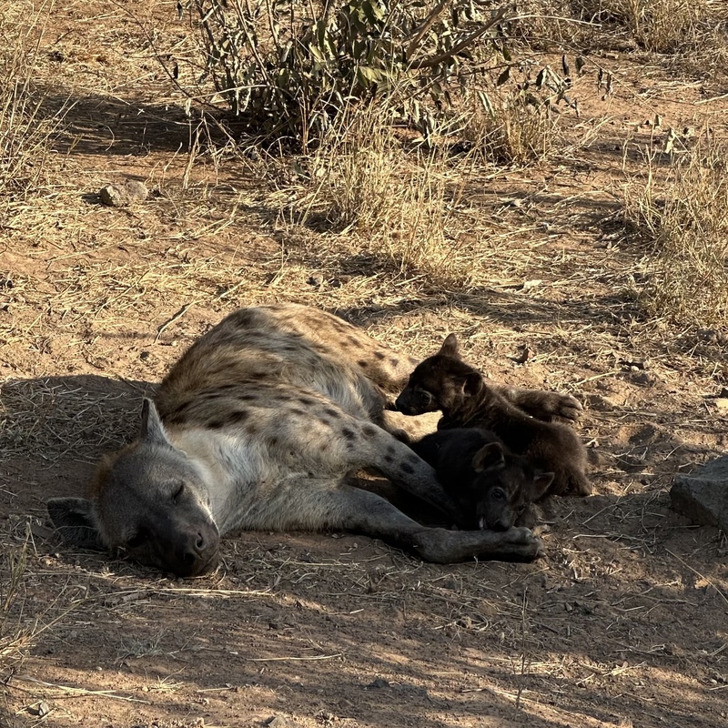 Kruger, South Africa