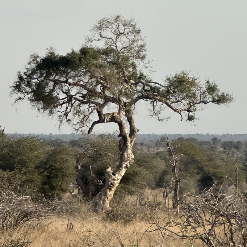 Kruger, South Africa